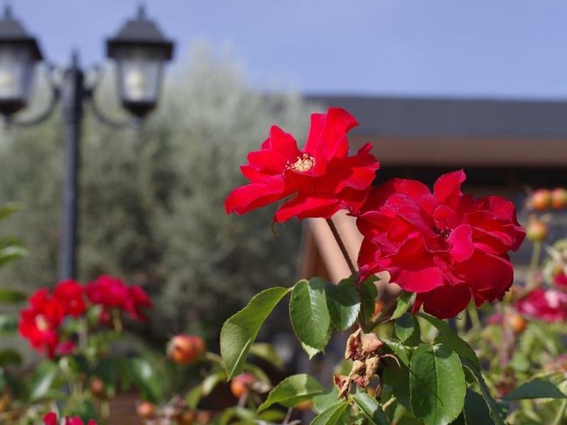 Hotel Los Olivos Getafe Exterior foto